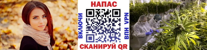 Конопля MAZAR  Купить где  Барыш 